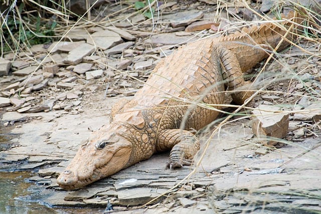 Cocodrilo asaltante (Cocodrilo de pantano) - (Crocodylus palustris)