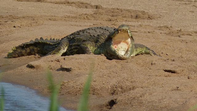 Nile Crocodile - (Crocodylus niloticus)