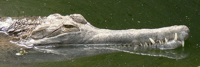 Malayan Gharial (False Gharial) - (Tomistoma schlegelii)