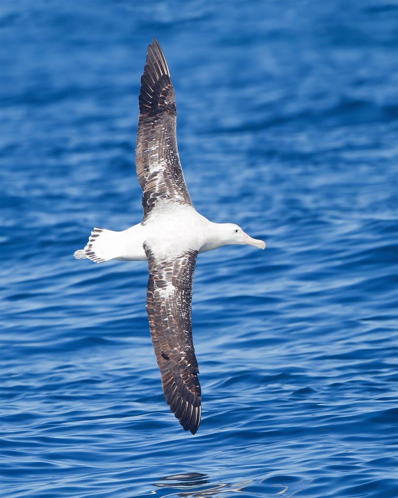 Wandering Albatross 