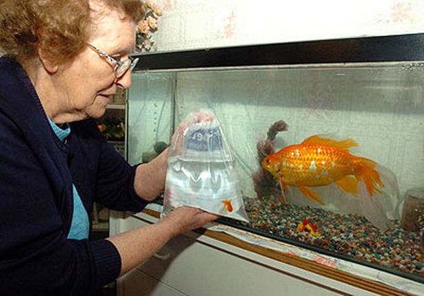 6 Largest Goldfish in the World Largest