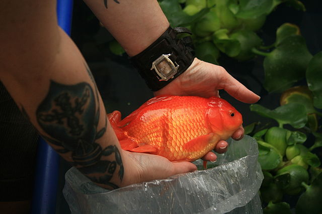 oranda goldfish tank size