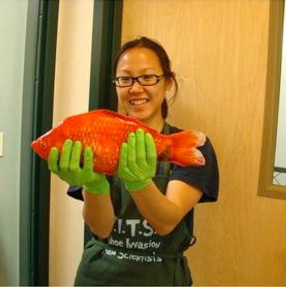 The “Monster Goldfish” of Lake Tahoe