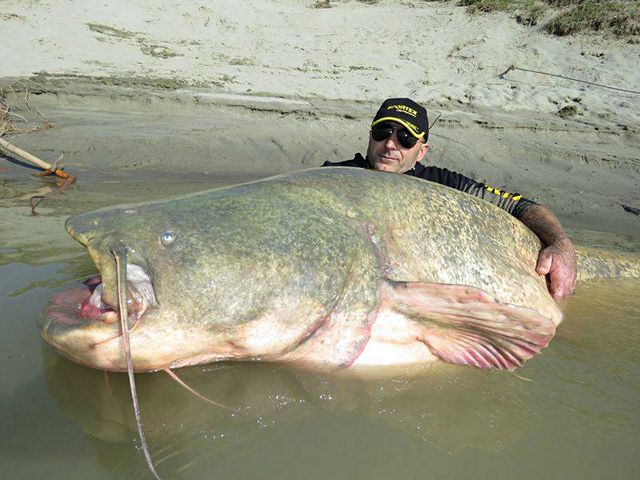 7 Largest Catfish Ever Caught Largest Org