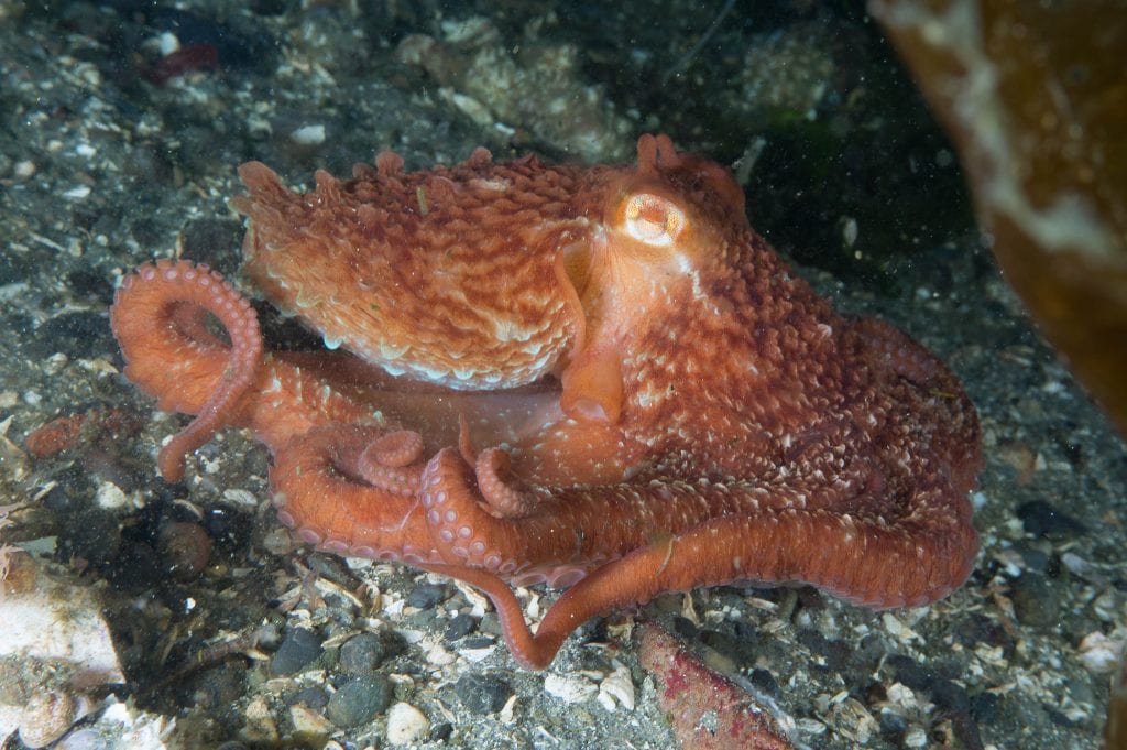 large size reversible octopus