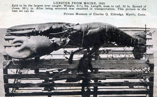 Largest Maine Lobster 