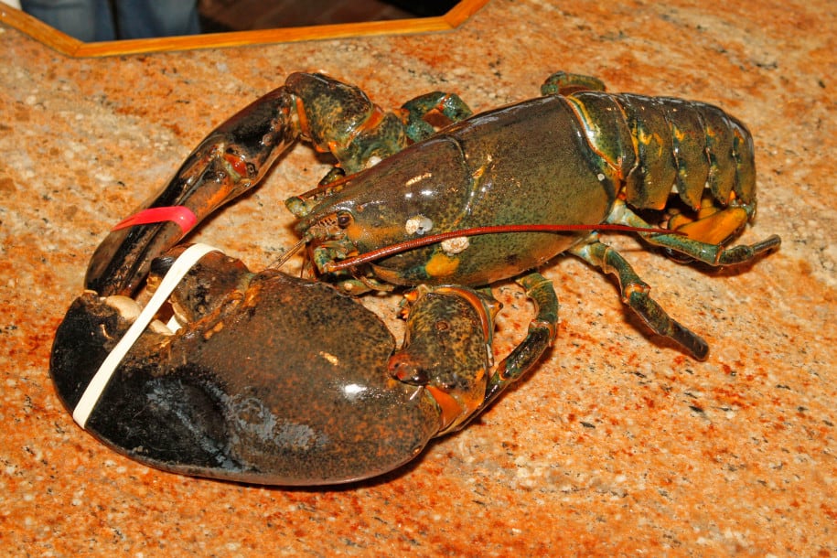 Largest Lobster In The World Guinness