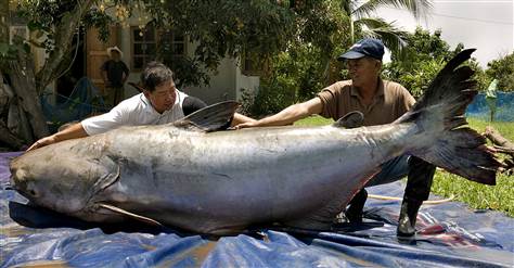 The Biggest Catfish Ever Caught - Wired2Fish