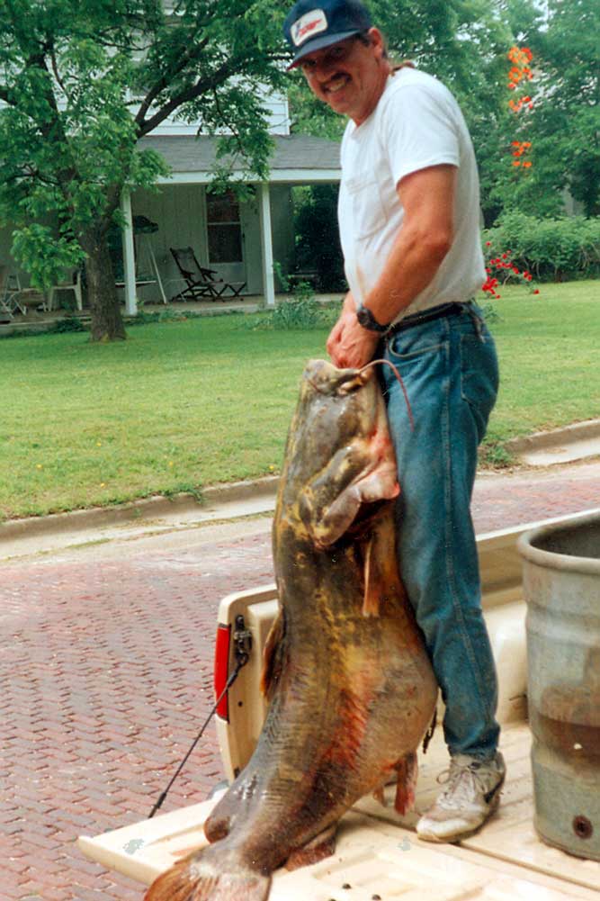 giant goonch catfish