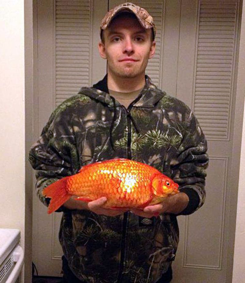 the worlds biggest goldfish