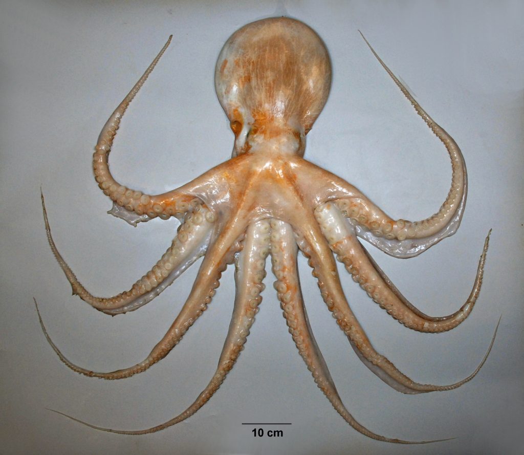 biggest reversible octopus