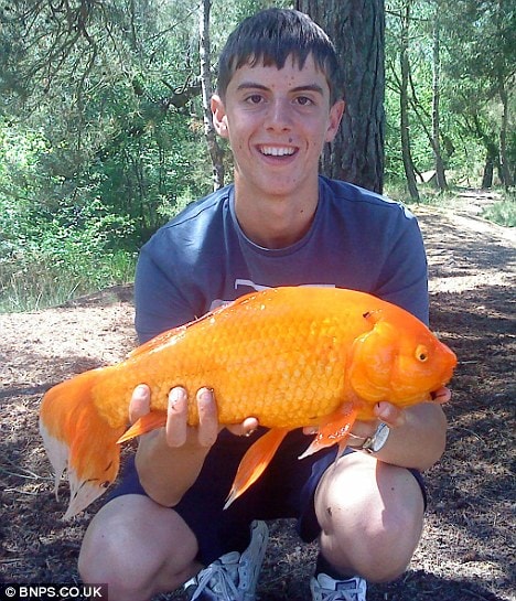 the worlds biggest goldfish