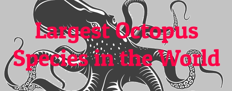 largest-octopus