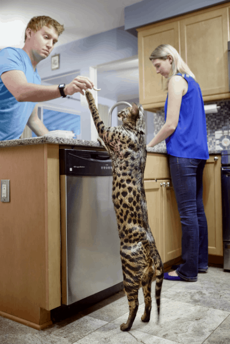 hercules-the-biggest-cat-in-the-world-catsdogs