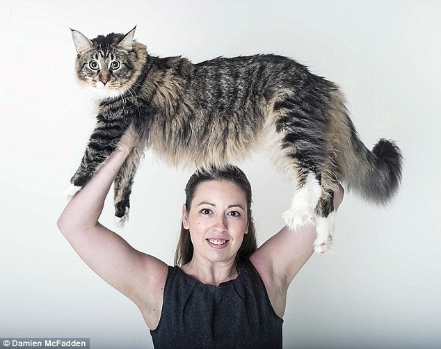 Ludo - Segundo gato doméstico más largo