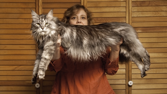 6 Largest Domestic Cats In The World Largest