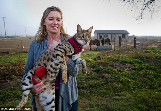 largest domestic cat in the world 2022