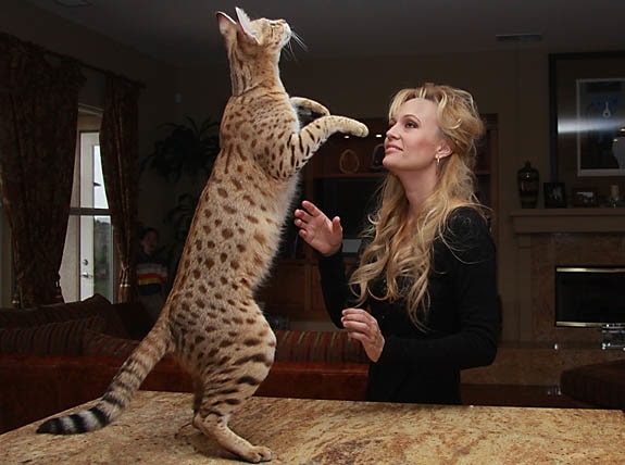 largest domestic cat in the world 2022