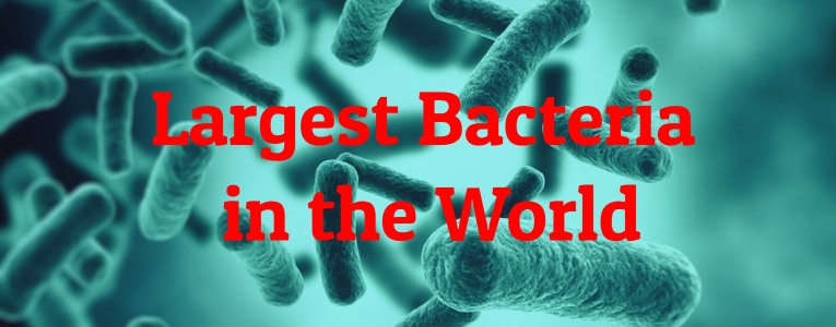 largest-bacteria