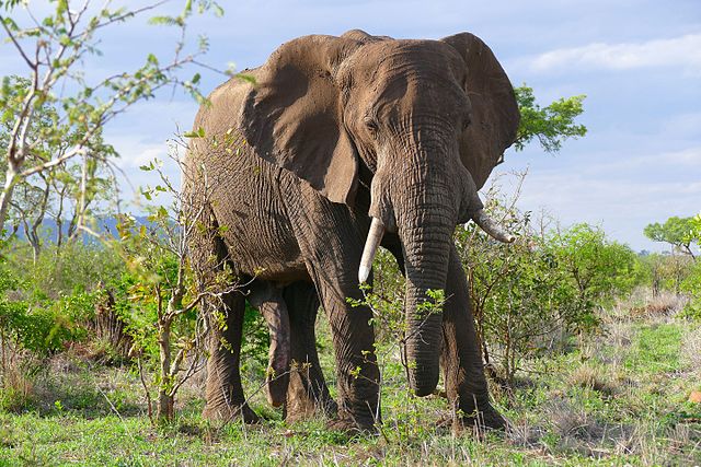 African Bush Elephant 