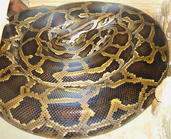 Burmese Python