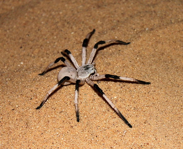 White Lady Huntsman Spider