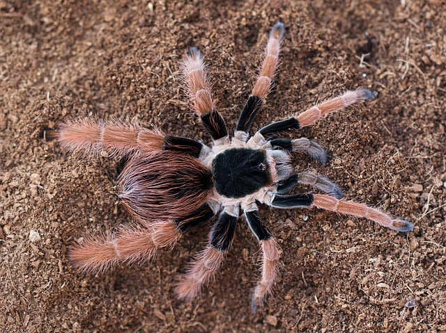 Colombian Giant Tarantula