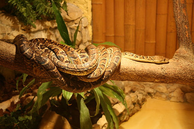 Reticulated python - Wikipedia