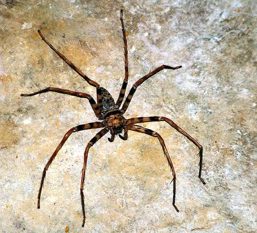 10 Largest Spiders In The World