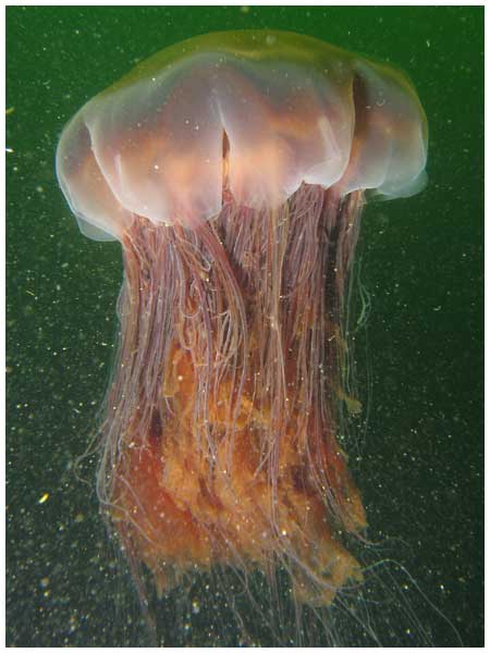 Lion’s Mane Jellyfish 