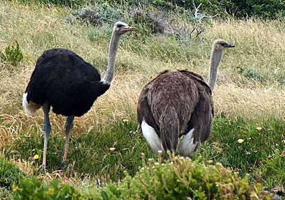 Common Ostrich 