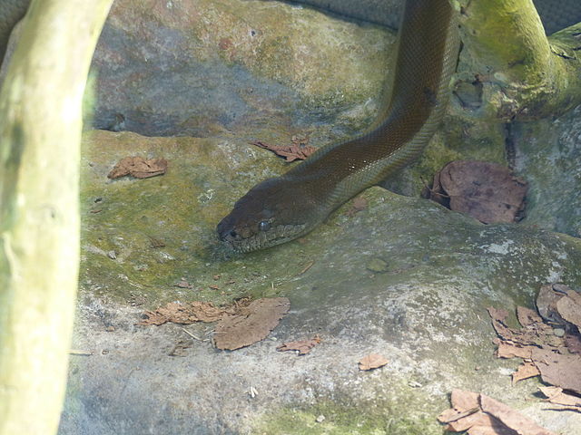 Papuan Olive Python