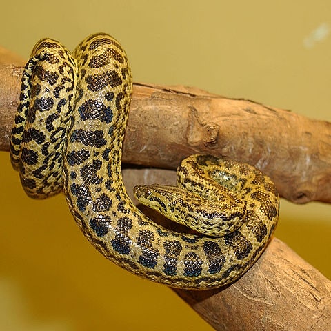 Yellow Anaconda