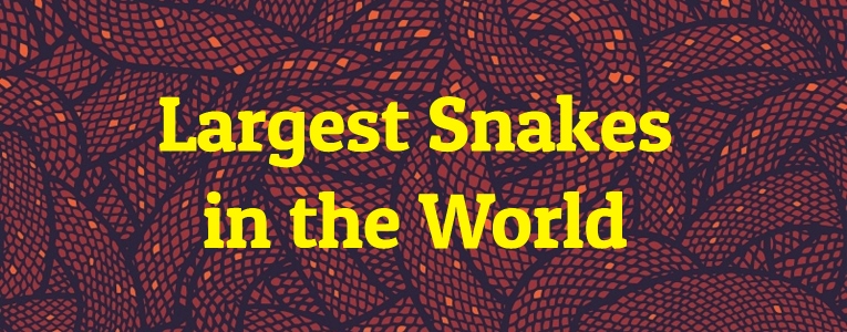 Largest Snakes