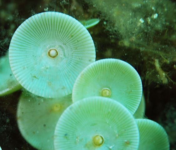 Acetabularia