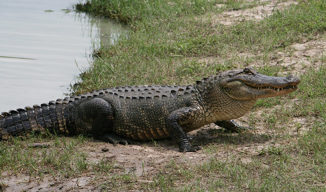 biggest alligator in the world