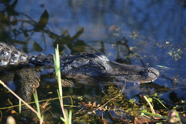 Lee Lightsey and Blake Godwin’s Alligator