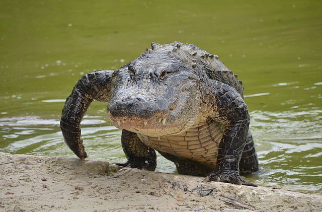 Robert Ammerman’s Alligator