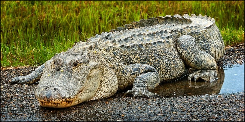 the smallest alligator in the world