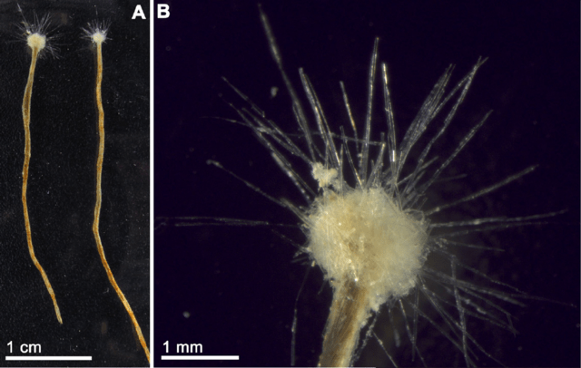 Spiculosiphon Oceana