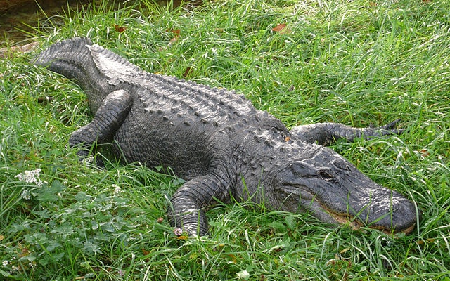 biggest alligator in the world