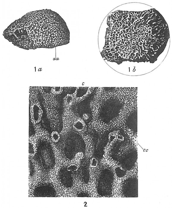 Syringammina FragilissimaOceana