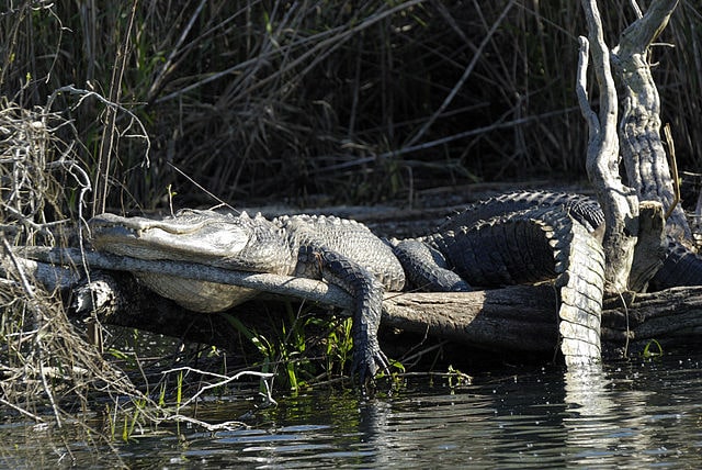 biggest alligator in the world