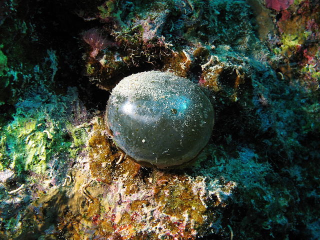 Valonia ventricosa