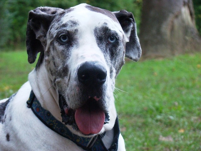 giant george great dane standing