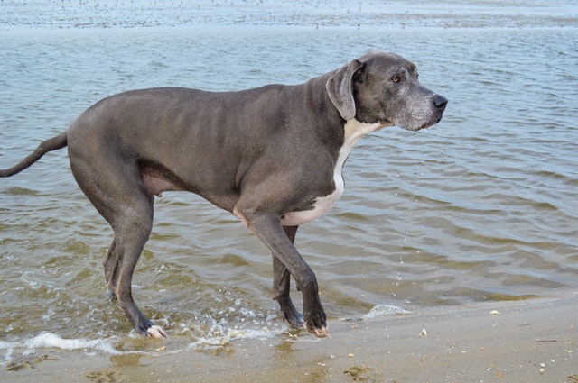 biggest dog in the world hercules breed