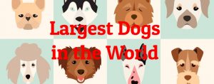 10 Largest Dogs In The World (by Weight) - Largest.org