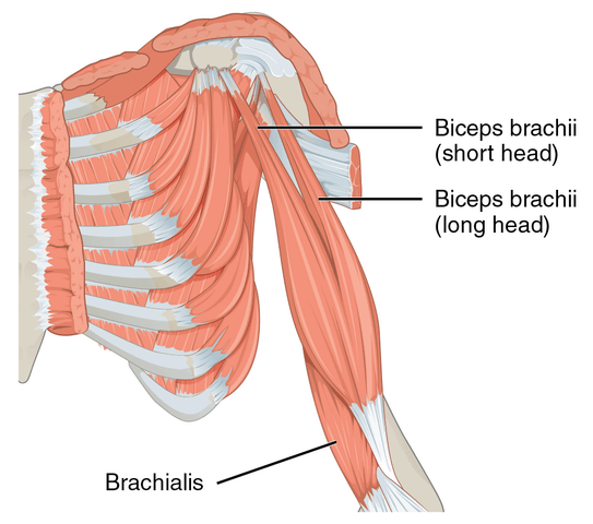 Bíceps braquial