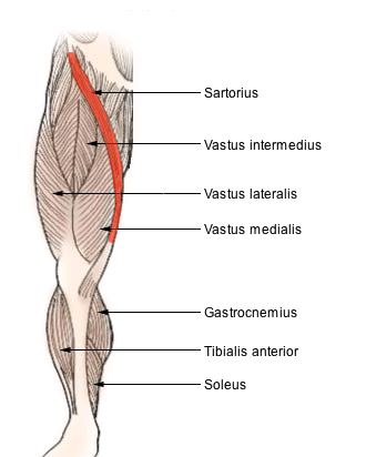 Sartorius