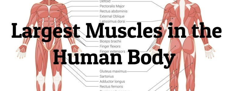 5 Largest Muscles in The Body & How to Strengthen Them